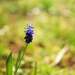 image: Image from the photoset &lsquo;escher blummen (cxxii)&rsquo;.