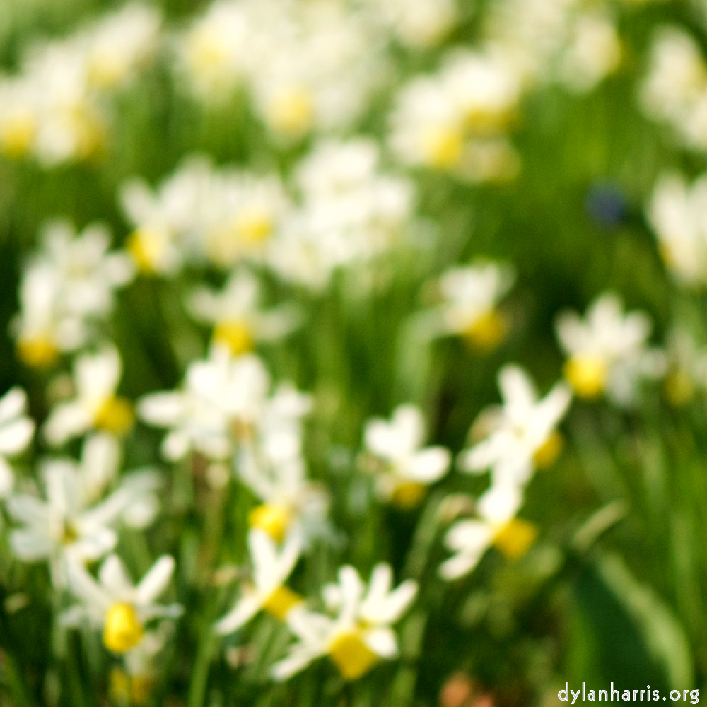 image: Voici &lsquo;fleurs d&rsquo;esch (cxxiii) 1&rsquo;.