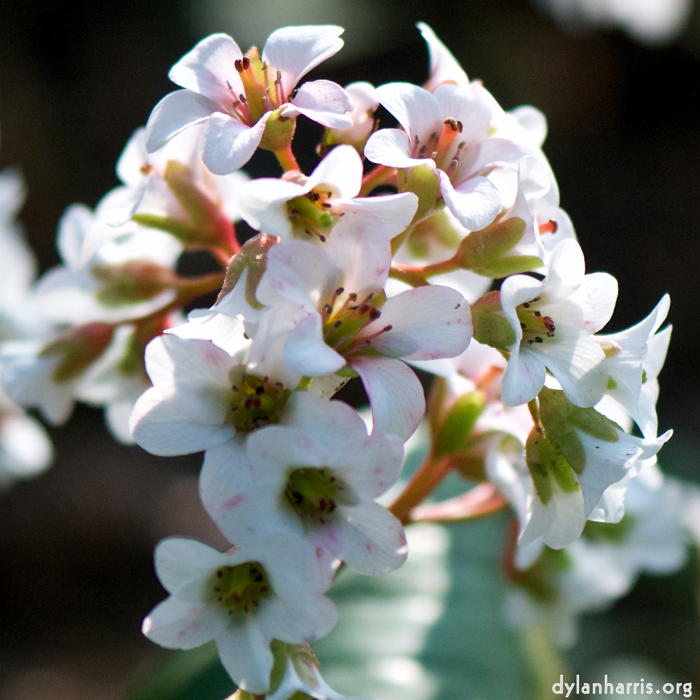 image: Voici &lsquo;fleurs d&rsquo;esch (cxxiii) 3&rsquo;.