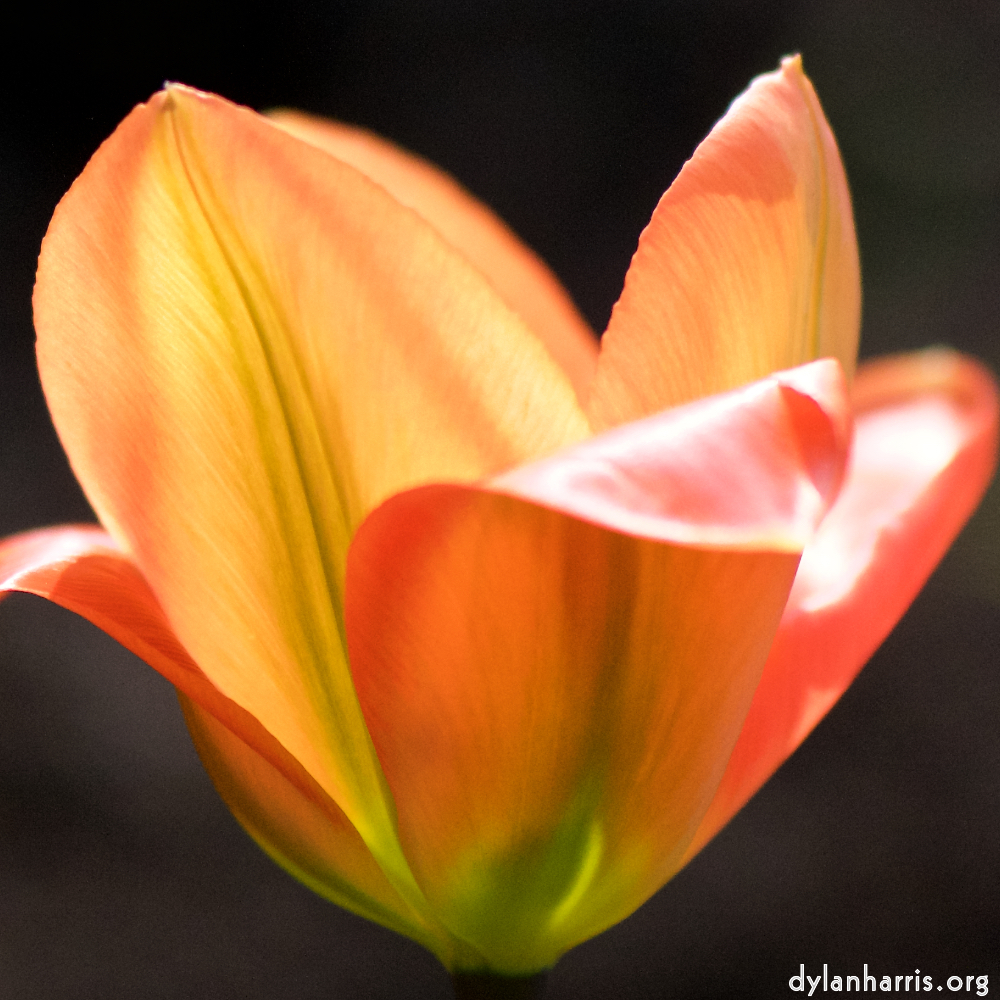 image: Voici &lsquo;fleurs d&rsquo;esch (cxxiii) 4&rsquo;.