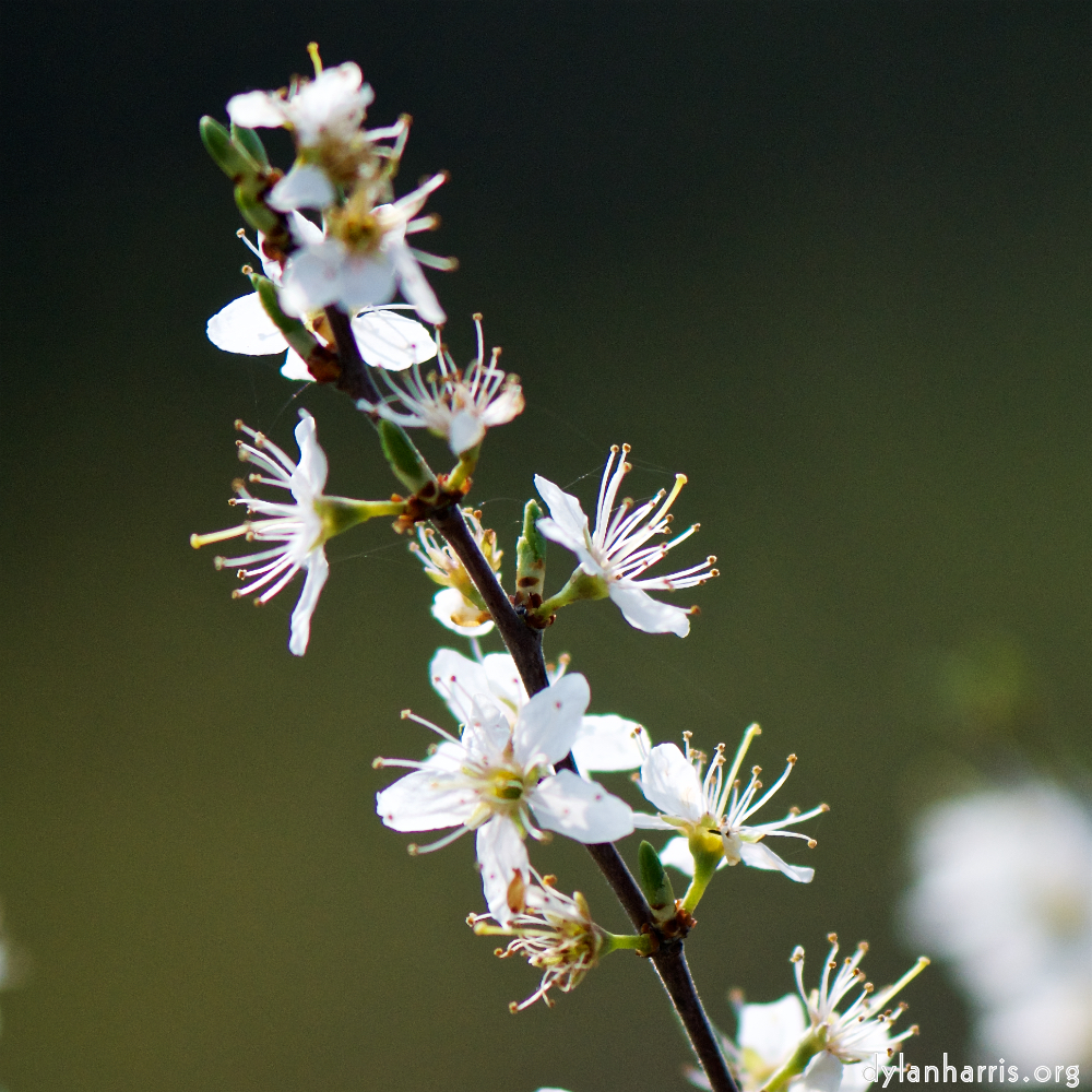 image: Voici &lsquo;fleurs d&rsquo;esch (cxxiii) 5&rsquo;.