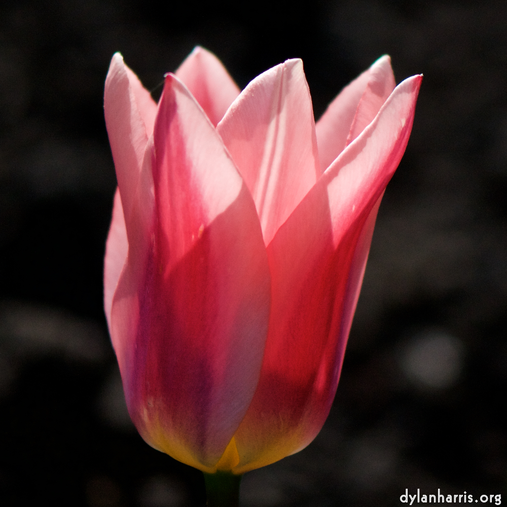 image: Voici &lsquo;fleurs d&rsquo;esch (cxxiii) 6&rsquo;.