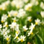 image: Image du photoset &lsquo;fleurs d&rsquo;esch (cxxiii)&rsquo;.