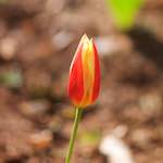 image: Image du photoset &lsquo;fleurs d&rsquo;esch (cxxiii)&rsquo;.