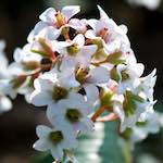 image: Image du photoset &lsquo;fleurs d&rsquo;esch (cxxiii)&rsquo;.