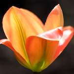 image: Image du photoset &lsquo;fleurs d&rsquo;esch (cxxiii)&rsquo;.