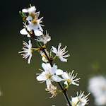 image: Image du photoset &lsquo;fleurs d&rsquo;esch (cxxiii)&rsquo;.