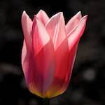 image: Image du photoset &lsquo;fleurs d&rsquo;esch (cxxiii)&rsquo;.