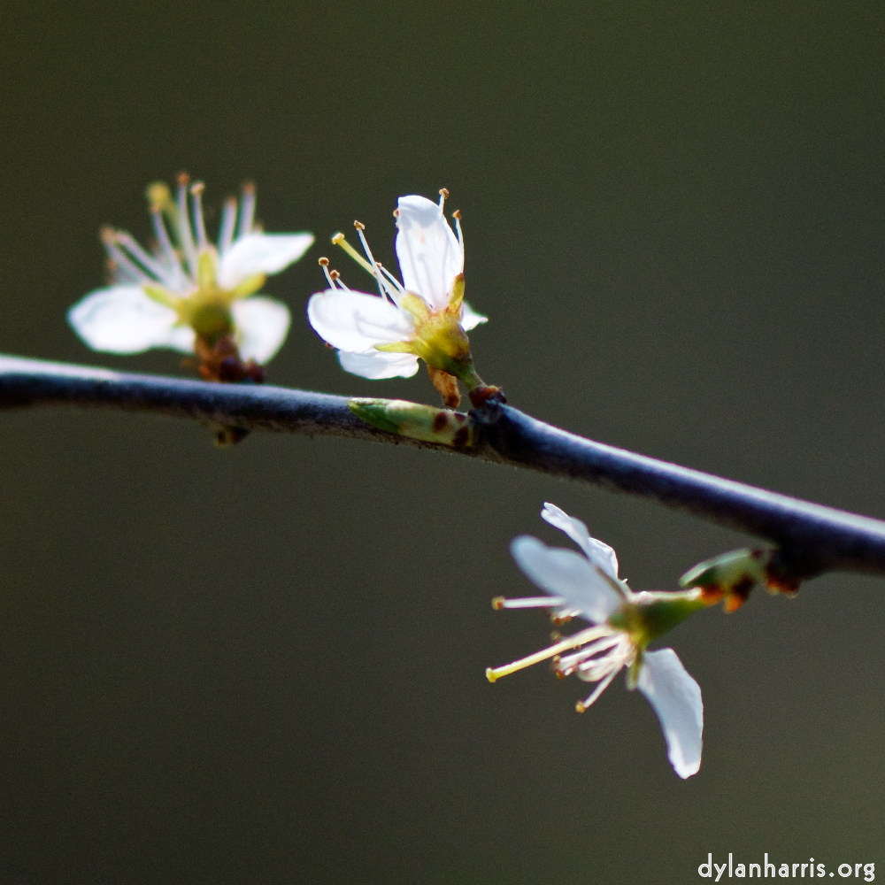 image: Voici &lsquo;fleurs d&rsquo;esch (cxxiv) 1&rsquo;.
