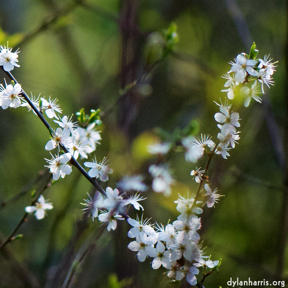 image: Voici &lsquo;fleurs d&rsquo;esch (cxxiv) 3&rsquo;.