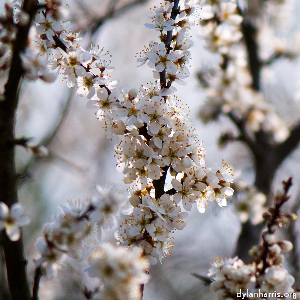 image: Voici &lsquo;fleurs d&rsquo;esch (cxxiv) 4&rsquo;.