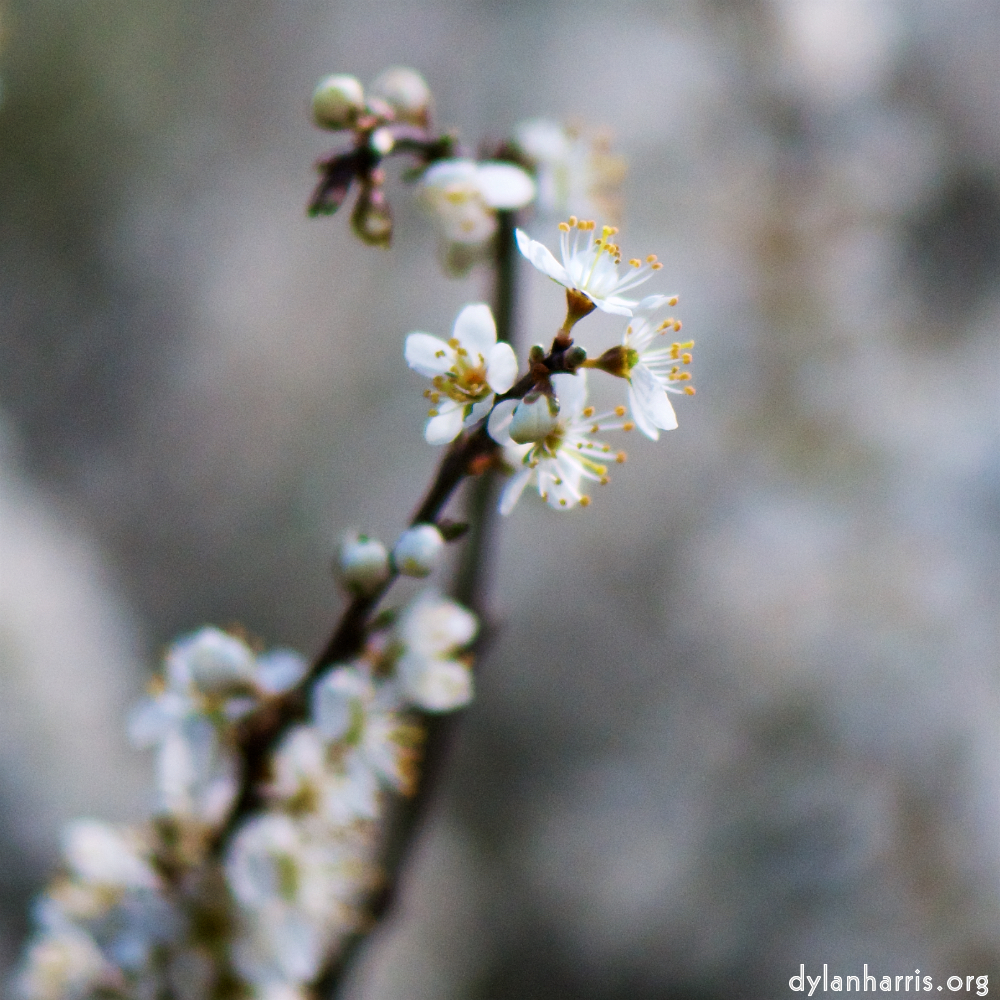 image: Voici &lsquo;fleurs d&rsquo;esch (cxxiv) 6&rsquo;.