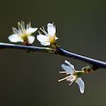 image: Image du photoset &lsquo;fleurs d&rsquo;esch (cxxiv)&rsquo;.