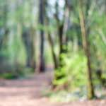 image: Image du photoset &lsquo;fleurs d&rsquo;esch (cxxiv)&rsquo;.