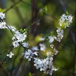 image: Image du photoset &lsquo;fleurs d&rsquo;esch (cxxiv)&rsquo;.