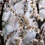 image: Image du photoset &lsquo;fleurs d&rsquo;esch (cxxiv)&rsquo;.