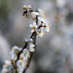 image: Image du photoset &lsquo;fleurs d&rsquo;esch (cxxiv)&rsquo;.