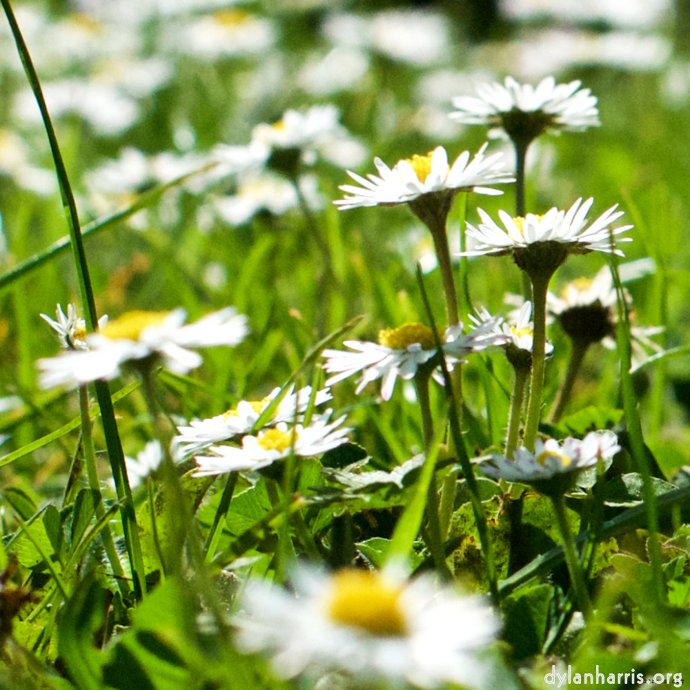 Image 'flower (ix) 3'.