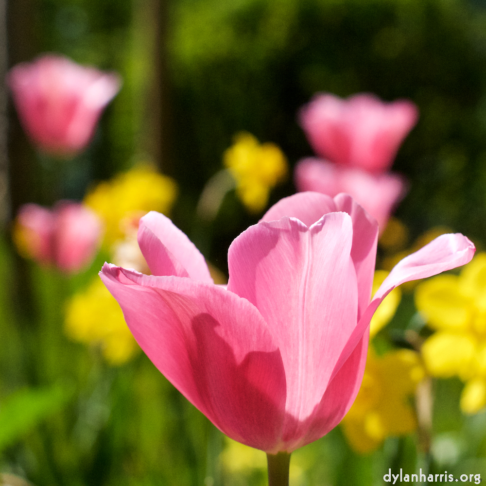 Image: Image 'escher blummen (ix) 4'.