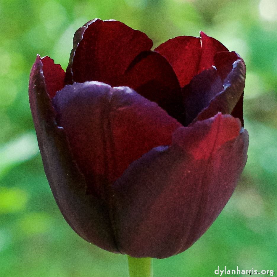 Image: Image 'escher blummen (ix) 5'.