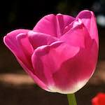 Second image from the photoset 'flower (ix)'.