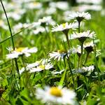 Third image from the photoset 'flower (ix)'.