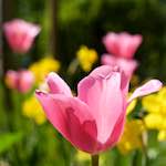 Fourth image from the photoset 'flower (ix)'.