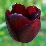 Fifth image from the photoset 'flower (ix)'.