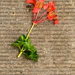 Ninth image from the photoset 'brugge (iv)'.