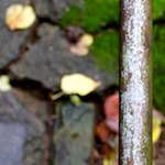 Third image from the photoset 'parc (xii)'.