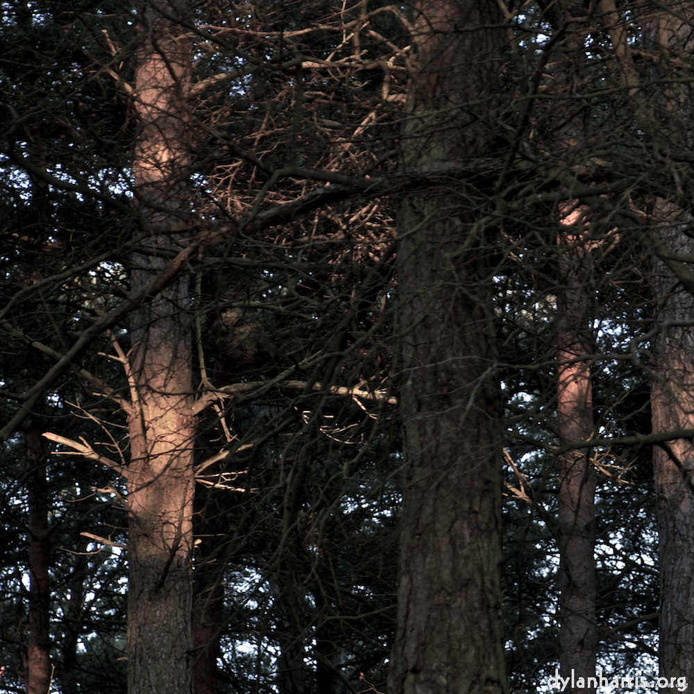 image: This is &lsquo;irchester 1&rsquo;.