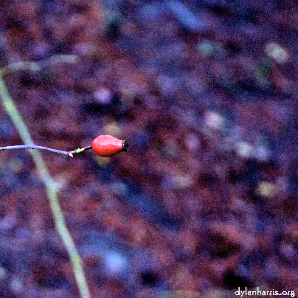 image: This is &lsquo;irchester 2&rsquo;.