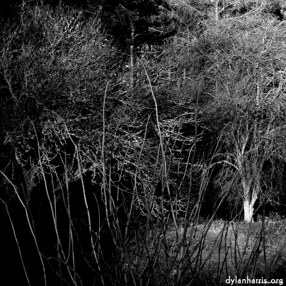 image: This is &lsquo;irchester 4&rsquo;.