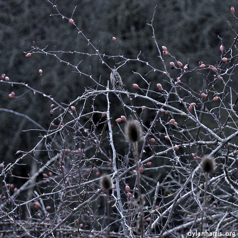 image: This is &lsquo;irchester 5&rsquo;.