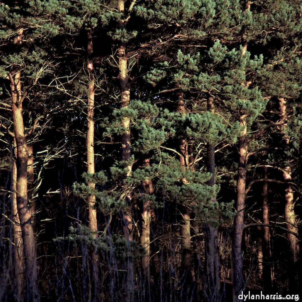 image: This is &lsquo;irchester 7&rsquo;.