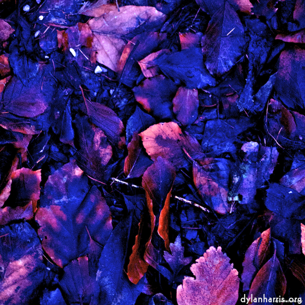 image: This is &lsquo;irchester 8&rsquo;.