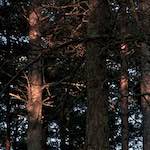 image: Image from the photoset &lsquo;irchester&rsquo;.