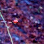 image: Image from the photoset &lsquo;irchester&rsquo;.