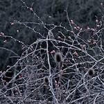 image: Image from the photoset &lsquo;irchester&rsquo;.