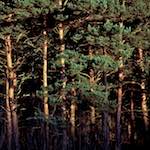 image: Image from the photoset &lsquo;irchester&rsquo;.