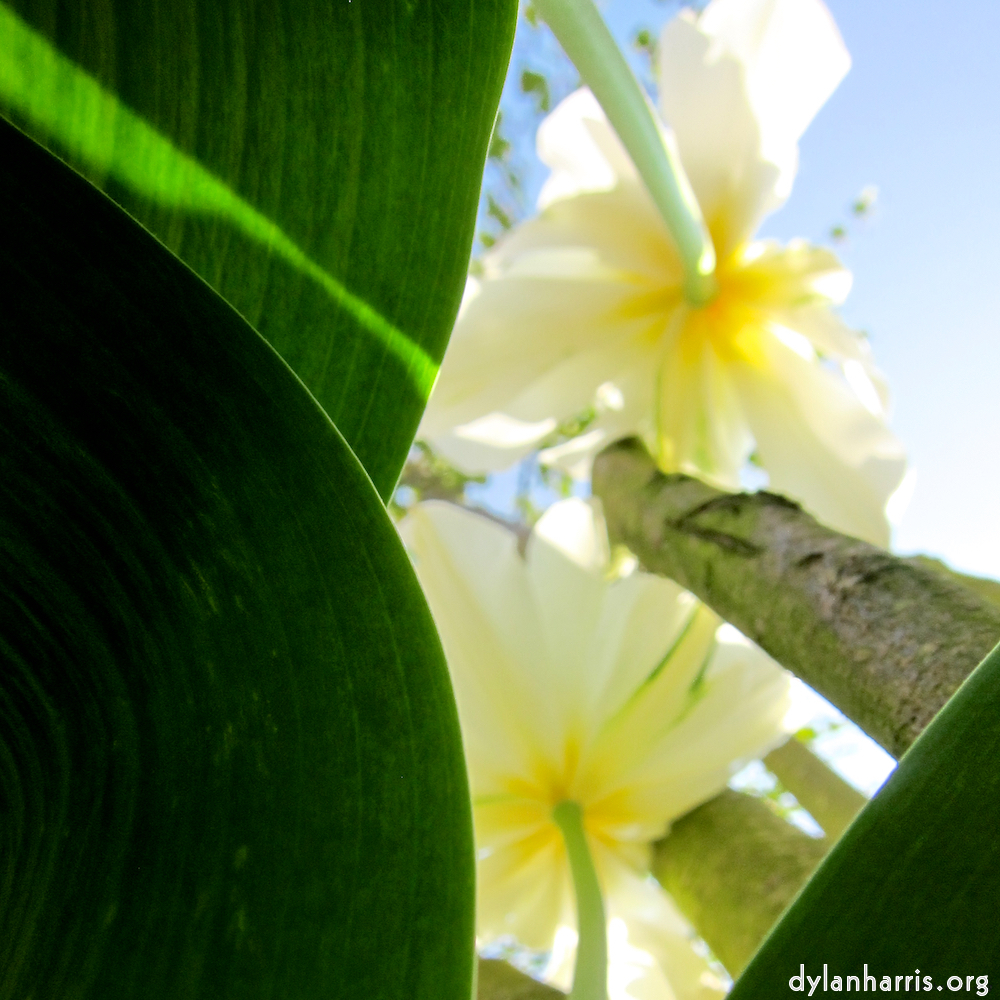 image: This is &lsquo;escher blummen (xxxix) 10&rsquo;.