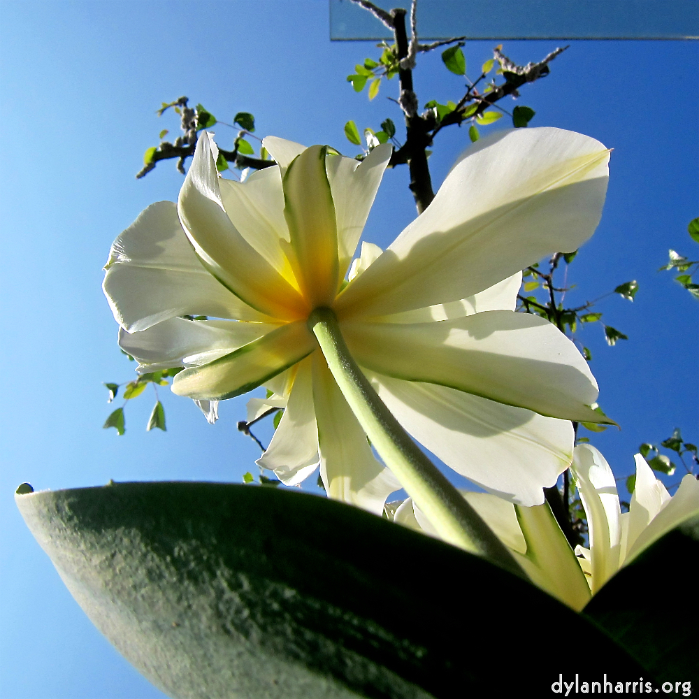 image: This is &lsquo;escher blummen (xxxix) 2&rsquo;.