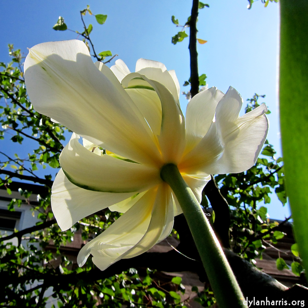 image: This is &lsquo;escher blummen (xxxix) 3&rsquo;.