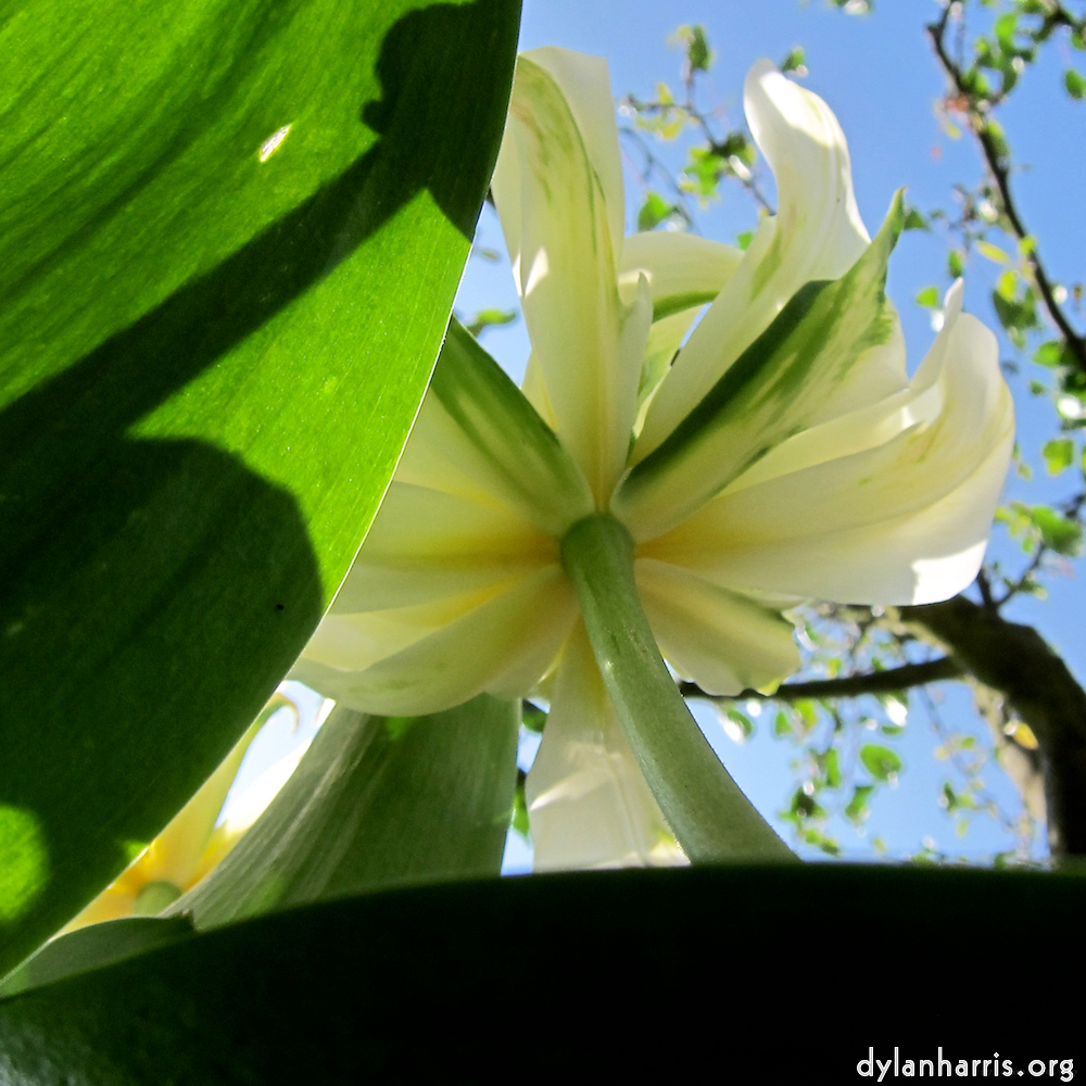 image: This is &lsquo;escher blummen (xxxix) 4&rsquo;.