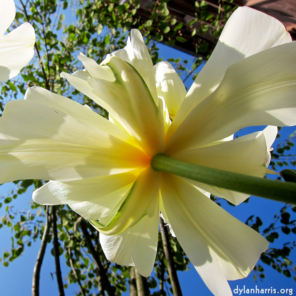 image: This is &lsquo;escher blummen (xxxix) 6&rsquo;.