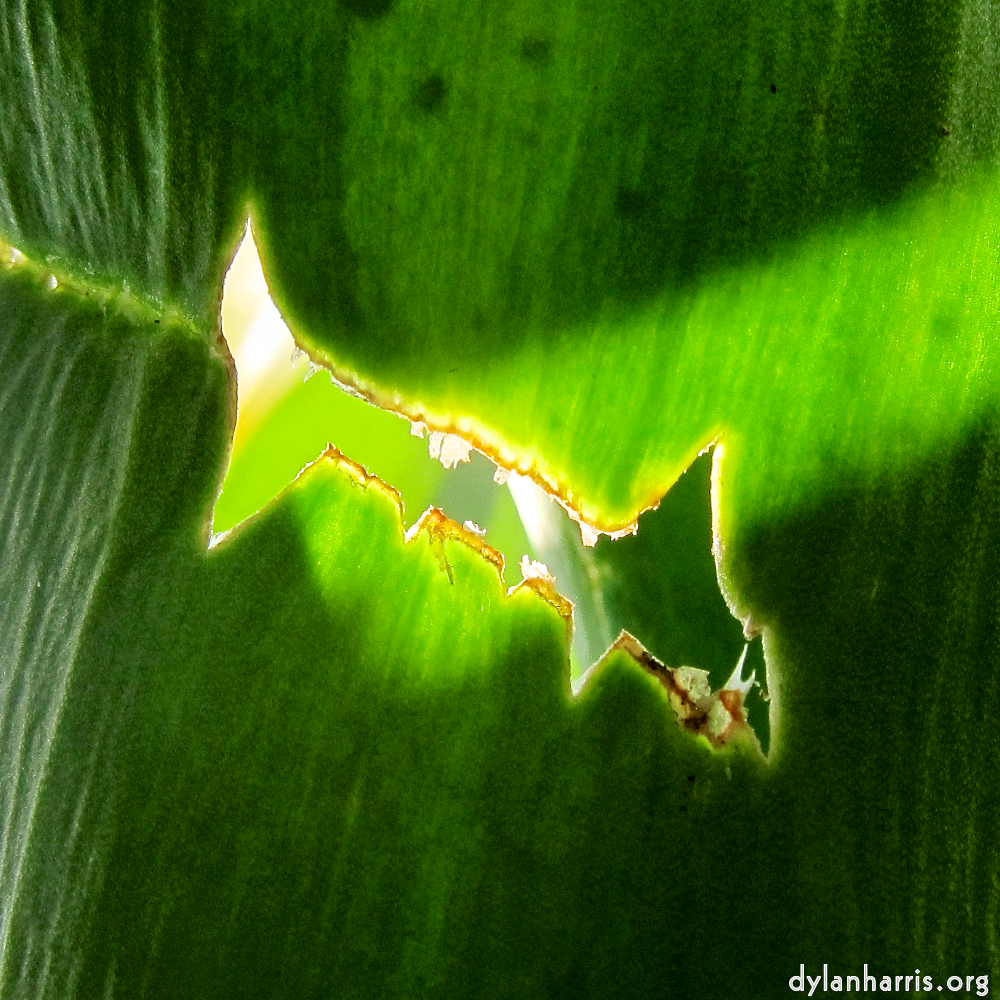 image: This is &lsquo;escher blummen (xxxix) 7&rsquo;.