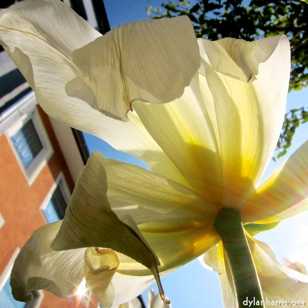 image: This is &lsquo;escher blummen (xxxix) 9&rsquo;.