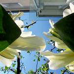 image: Image from the photoset &lsquo;escher blummen (xxxix)&rsquo;.