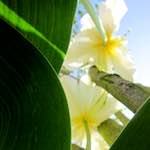 image: Image from the photoset &lsquo;escher blummen (xxxix)&rsquo;.