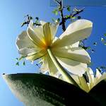 image: Image from the photoset &lsquo;escher blummen (xxxix)&rsquo;.